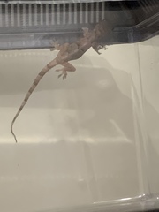 Hemidactylus mabouia