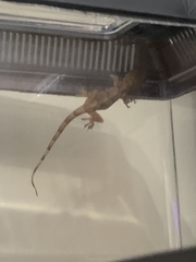 Hemidactylus mabouia