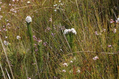 Sorocephalus claviger