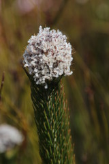 Sorocephalus claviger