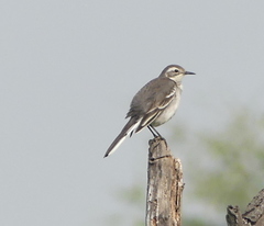 Motacilla