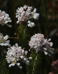 Sorocephalus claviger