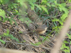 Prinia socialis