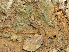 Opisthacanthus validus