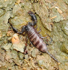 Opisthacanthus validus