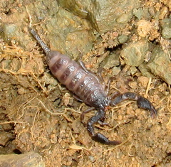 Opisthacanthus validus