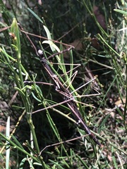 Candovia spurcata