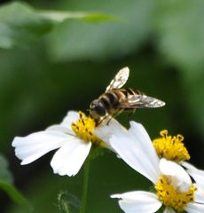 Eristalis cerealis