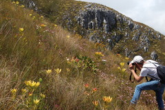 Sorocephalus claviger