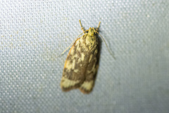 Euchaetis