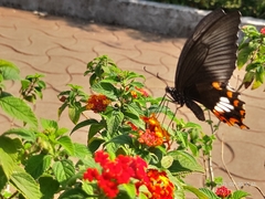 Papilio polytes stichius