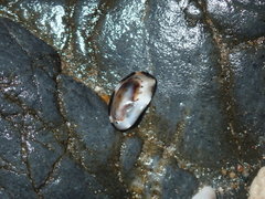 Patelloida latistrigata