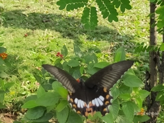 Papilio polytes stichius