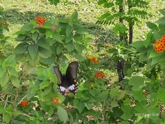 Papilio polytes stichius