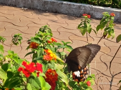 Papilio polytes stichius