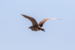 Botaurus stellaris