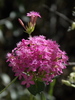 Atocion compactum - Photo (c) Curren Frasch, some rights reserved (CC BY-NC), uploaded by Curren Frasch
