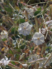 Silene chlorifolia