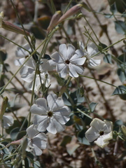 Silene chlorifolia