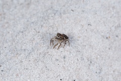Maratus plumosus