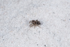 Maratus plumosus
