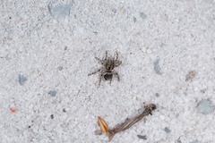 Maratus plumosus