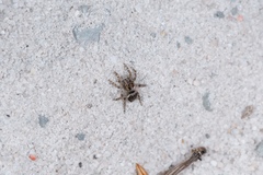 Maratus plumosus