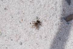 Maratus plumosus