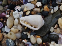 Conus cyanostoma