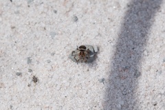 Maratus plumosus