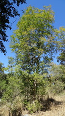 Luma apiculata