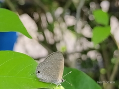 Prosotas nora ardates