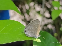 Prosotas nora ardates