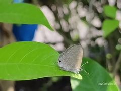 Prosotas nora ardates