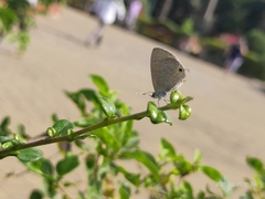 Prosotas nora ardates