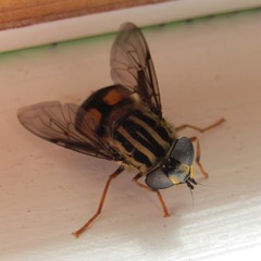 Helophilus antipodus