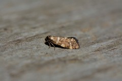 Lepidoscia glabrella