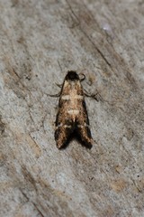 Lepidoscia glabrella