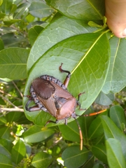 Rhoecus australasiae