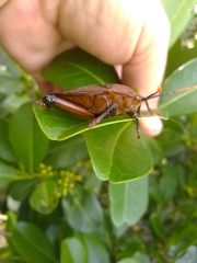 Rhoecus australasiae