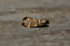 Lepidoscia glabrella