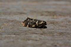 Lepidoscia glabrella