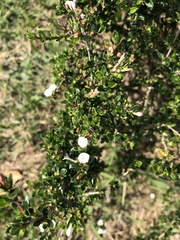 Serissa