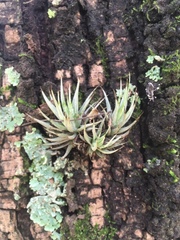 Tillandsia loliacea