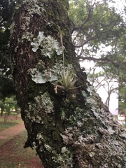 Tillandsia loliacea