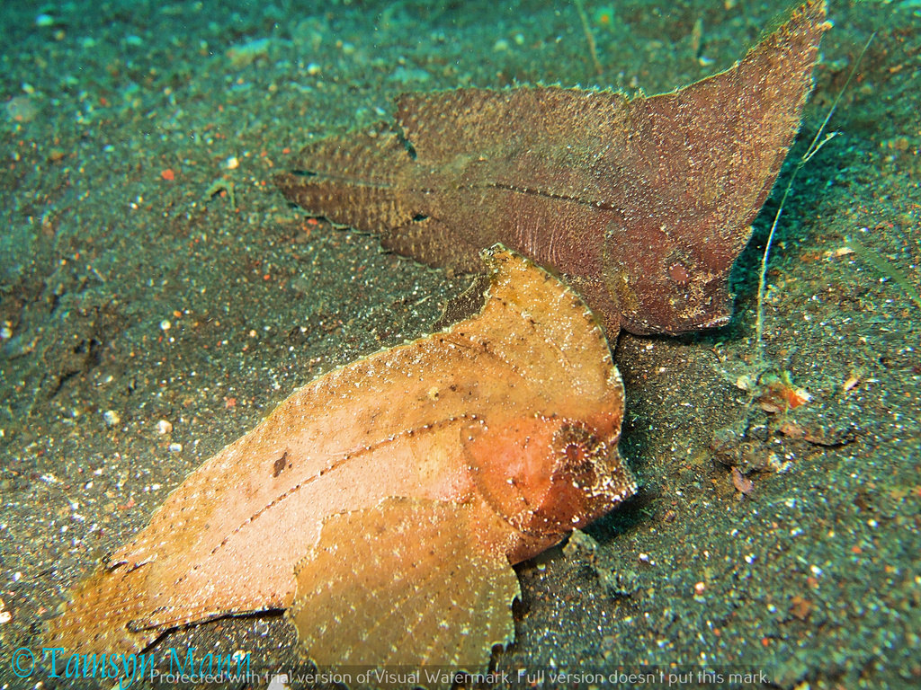 Cockatoo Leaf Fish