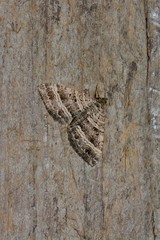 Chrysolarentia subrectaria