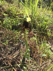 Ophrys fusca iricolor