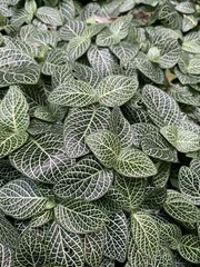 Fittonia
