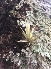 Tillandsia loliacea